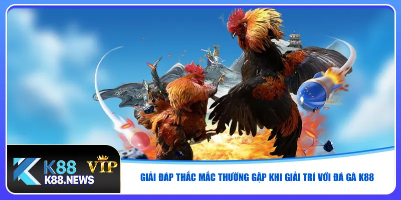 Giải đáp thắc mắc thường gặp khi giải trí với đá gà K88